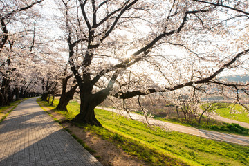 朝の光で影のできた歩道と桜