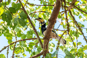An Oriental Pied Hornbill in a fig tree, located one the island of Pangkor on the west coast of the Malaysian state of Perak