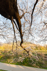 河原の歩道に向けて枝を伸ばす桜