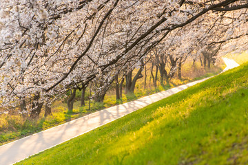 朝日を浴びて輝く桜並木と歩道