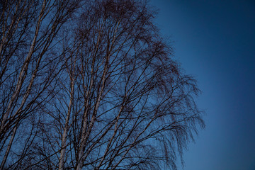 Obraz premium Mystical evening winter landscape. Silhouettes of trees at sunset.