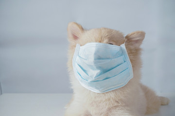 Close up on small dog breeds or Pomeranian with brown hairs crouch or lying down on the white table with white background and wearing mask for protect a pollution PM2.5 or COVID-19 disease