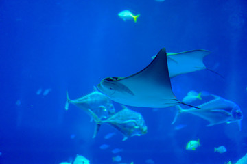 Fototapeta na wymiar Sea life, a stingray swimming in clear water with variety of sea fishes in background