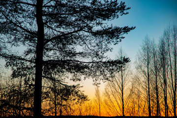 Mystical evening winter landscape. Silhouettes of trees at sunset.