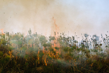 Buschfeuer