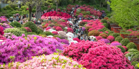 Photo sur Plexiglas Azalée Festival de l& 39 azalée au sanctuaire Nezu à Tokyo, Japon Jardin japonais avec des azalées colorées