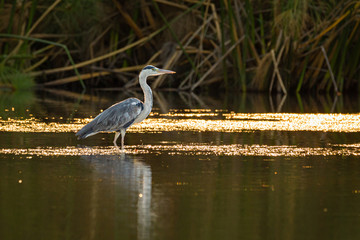 black headed heron