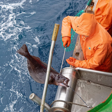 Longline fishing in the Sea of Okhotsk, pacific black halibut