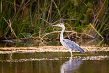black headed heron
