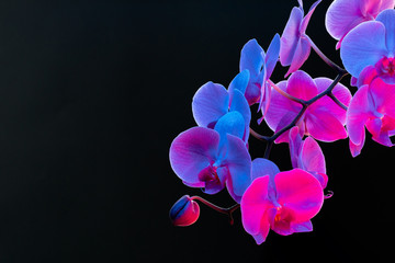 Branch of orchid flowers on dark background in neon light close up
