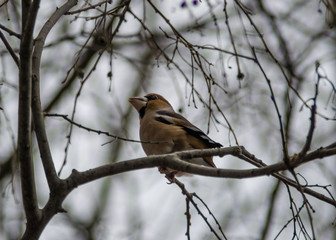 Naklejka premium Beautiful hawfinch sitting on tree twig. Coccothraustes coccothraustes bird in nature, wildlife scene, natural habitat