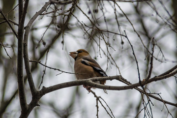 Beautiful hawfinch sitting on tree twig. Coccothraustes coccothraustes bird in nature, wildlife scene, natural habitat