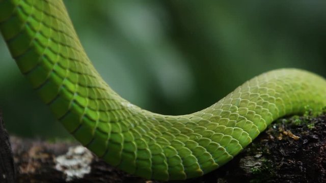 Skin green Viper Trimeresurus insularis is a venomous pit viper subspecies found in Indonesia and East Timor. seen snake creeping in a tree