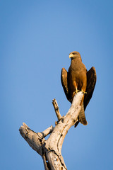Yellow billed Kite