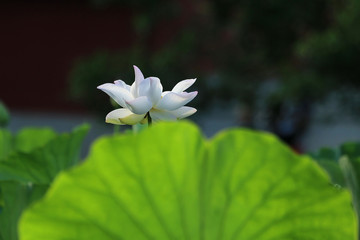 white lotus