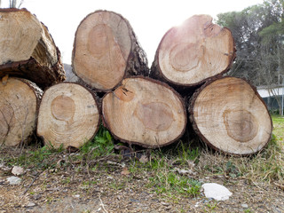 Cutted wood from trees