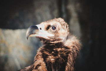 Griffon vulture portrait. Griffon vulture eye. Griffon vulture head. Griffon vulture gyps profile