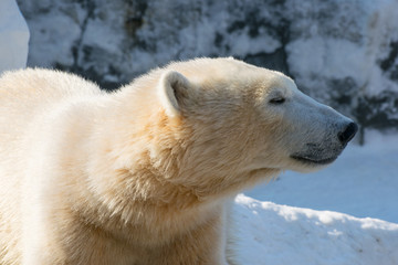 Portrait of a funny polar bear