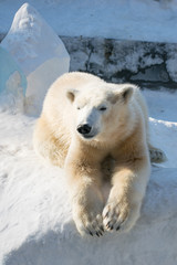 Fototapeta na wymiar Funny polar bear. Polar bear sitting in a funny pose. white bear