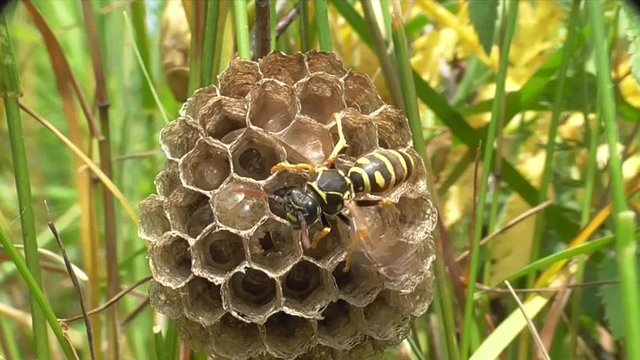 Heide-Feldwespe (Polistes nimpha) K&ouml;nigin am Nest