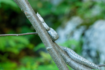 horned viper on a tree from Velebit mountain, Croatia