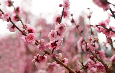 Blooming pink cherry.  Sakura blossom in spring sunny day.