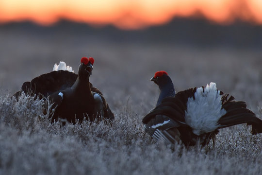 black grouse fight at dawn in spring