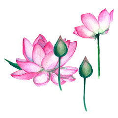 Watercolor pink flowers lotus flowers with buds on a white background, hand drawing, greeting card with place for text.