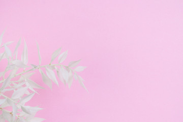 beautiful white flower  on pastel pink background