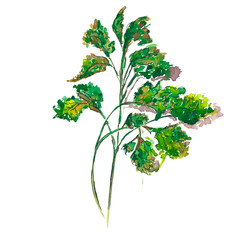 Isolated watercolor sketch of parsley. Fresh and healthy herbs with vitaminson a white isolated background. Farm herbs. Greeting card, logo, postcard. Element for your design.