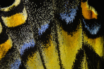 Macro Butterfly Wing - Colorful Abstraction