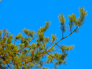 branch of a fluffy pine tree against a blue sky