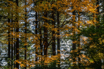 Fototapeta premium Fall colors beginning in a forest in Portland, Oregon