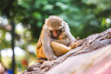 Rhesus macaques at Swayambhunath Buddhist Temple Center