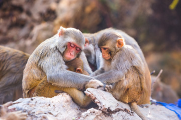 Rhesus macaques at Swayambhunath Buddhist Temple Center