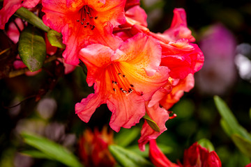 Beautiful rhododendron flower head