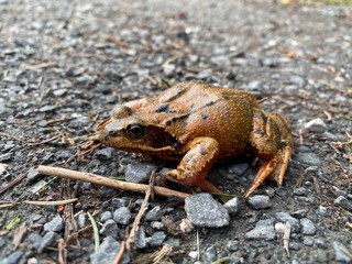 frog on a rock