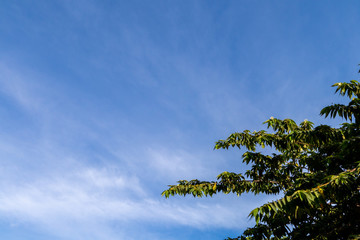 Obraz premium Blue sky and clouds on a clear day and good weather in the morning, fluffy and soft white clouds