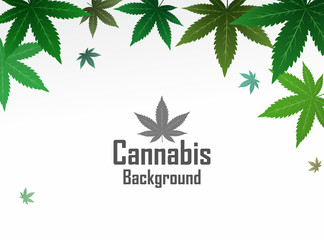 Green cannabis leaves white background. Vector illustration.