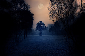 Dark Moody Tree forest scene with full moon