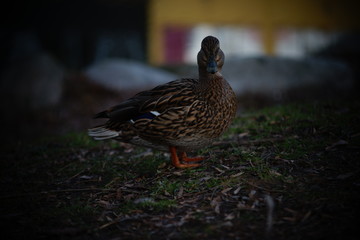 Waterfowls resting in the park