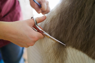 The hairdresser cuts the ends of the hair close up. Hairdresser haircut