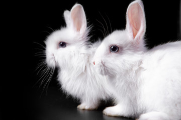 A pair of snow-white little scared funny Easter bunnies are sitting on a black background in bright light.