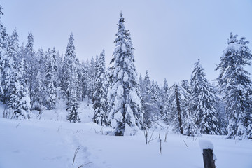 Winter forest with snow-covered fir trees high in the mountains. Sunny February day in the spruce forest. The trees are covered with snow to the top of their heads.