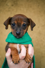 little dachshund puppy in hands with a scarf