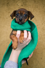 little dachshund puppy in hands with a scarf