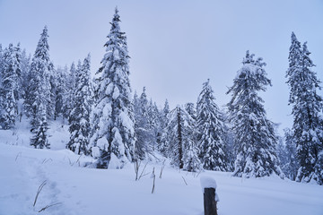 Winter forest with snow-covered fir trees high in the mountains. Sunny February day in the spruce forest. The trees are covered with snow to the top of their heads.