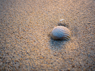 seashell on the sand beach