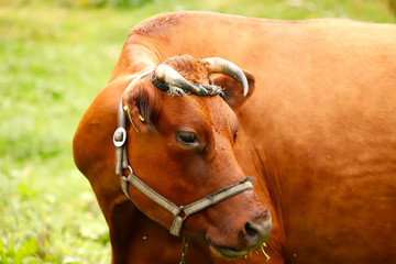 Portrait of a red cow. In the center of the frame is the face of a brown cow with horns close-up. Close-up, horizontal, free space, cropped shot. Concept of livestock and dairy industry.