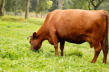 Background Pet. A red cow grazes in a green meadow. On the right is a side view of a brown cow with horns. Close-up, horizontal, free space, cropped shot. Concept of livestock and dairy industry.